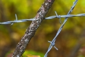 Barbed wire, Montana-Crans Switzerland